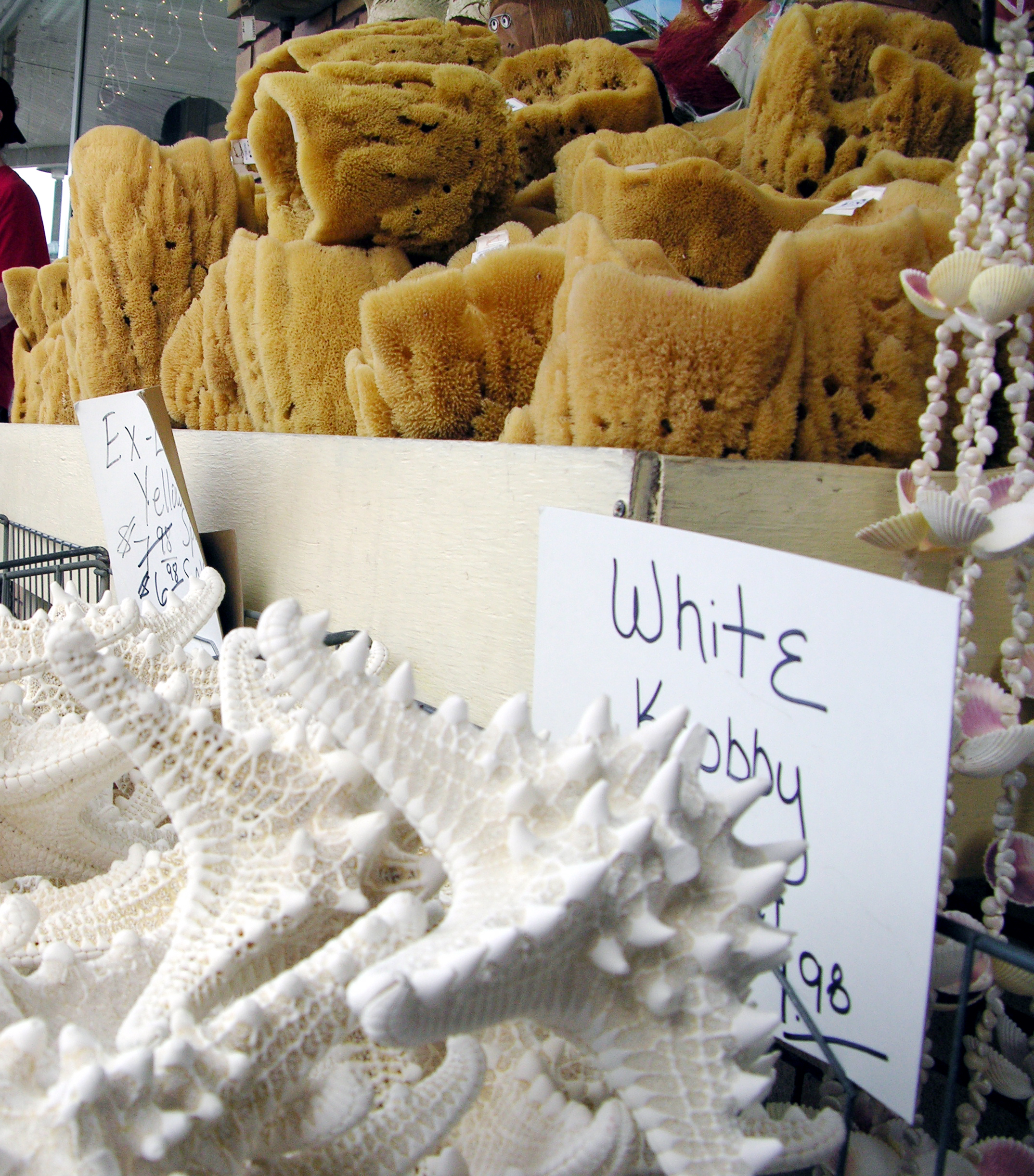 More About Those Sponges ....