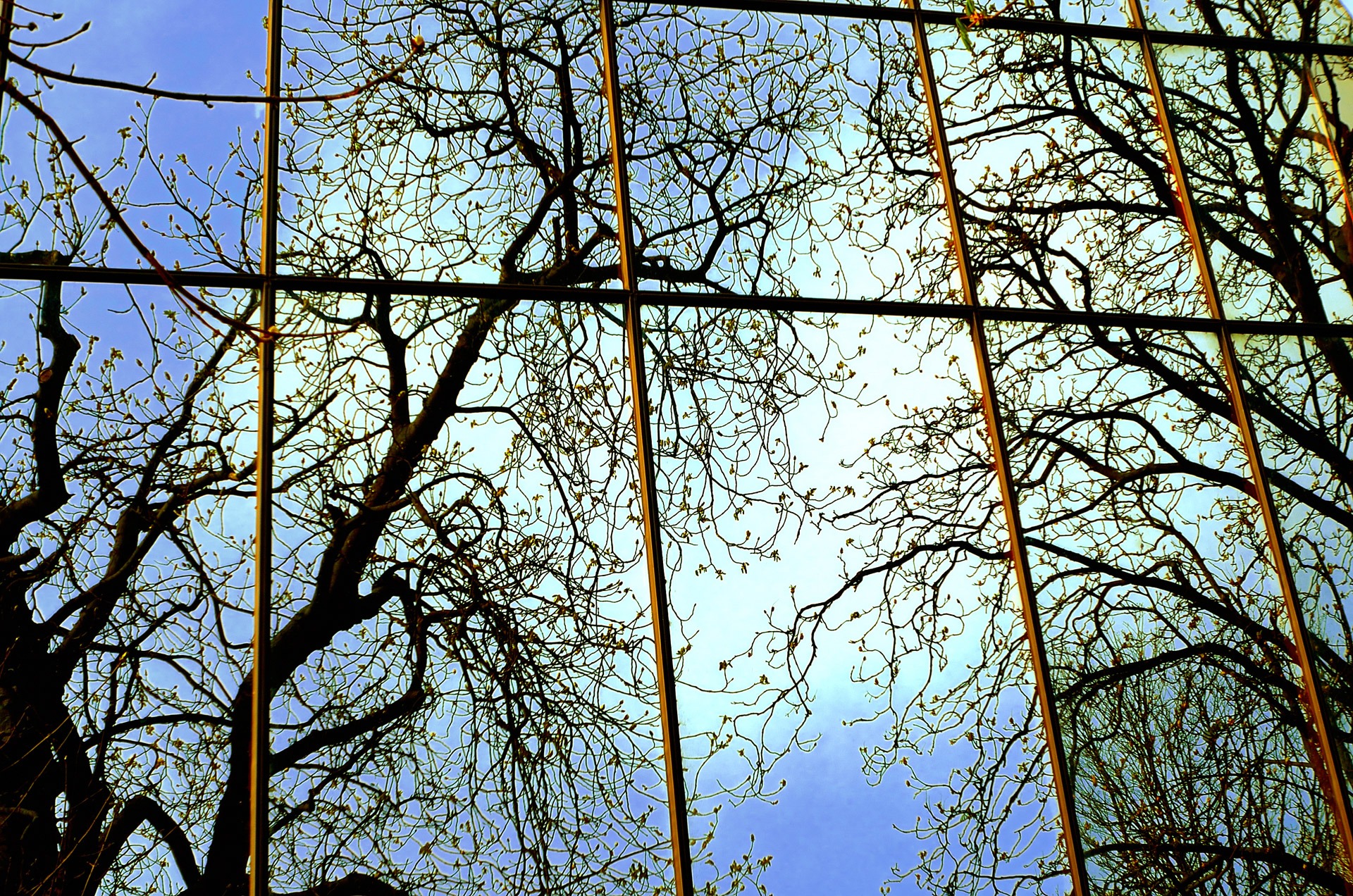 Отражение деревьев в окне